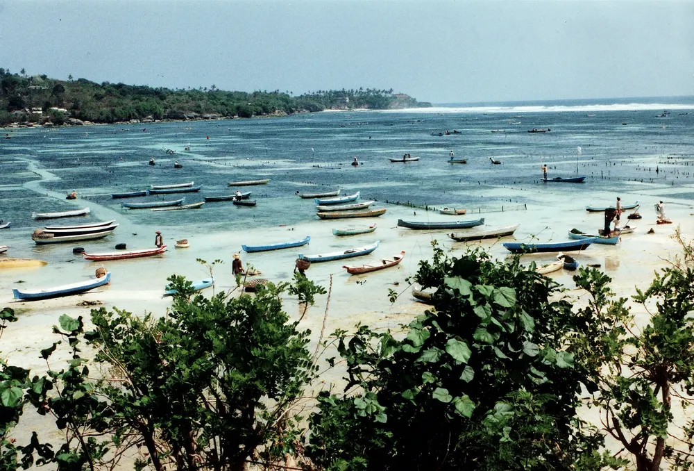 Vùng nuôi rong ven bờ (ảnh minh họa)